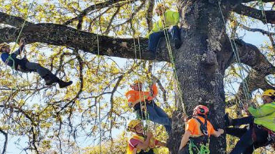 Utility Line workers in a tree