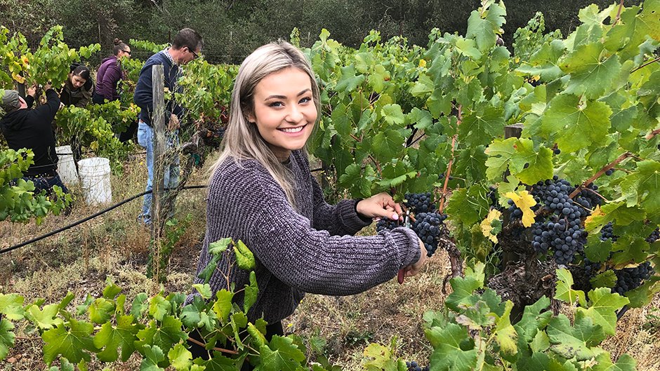 student harvesting grapes in vineyard